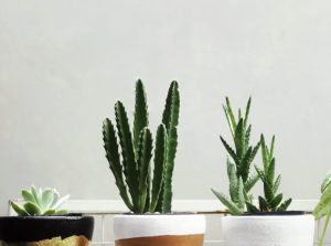 outdoor bg 300x223.jpg